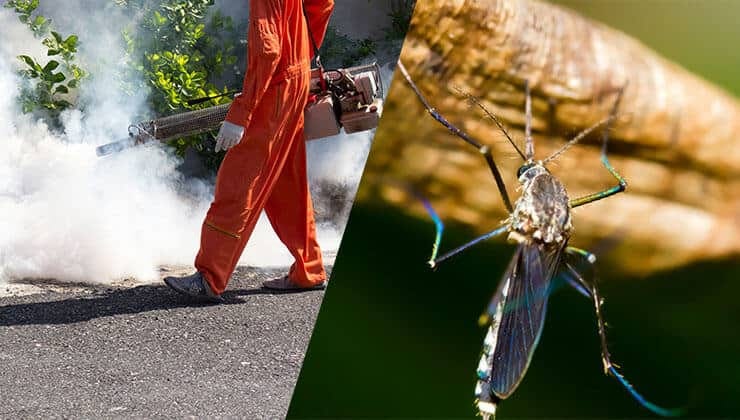 Mosquito Control